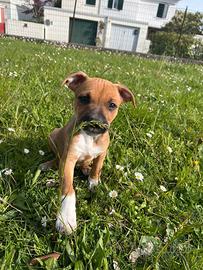 Cuccioli di Amstaff