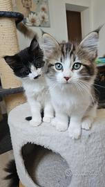 Cuccioli  Ragdoll mix Maine coon