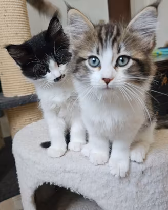 Cuccioli  Ragdoll mix Maine coon