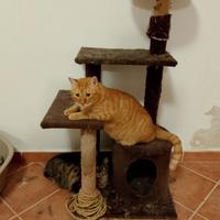 Charlie gatto 4 anni