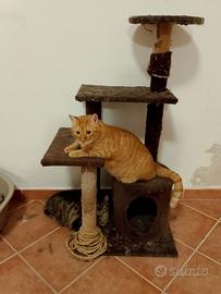 Charlie gatto 4 anni