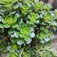 pianta grassa sedum makinoi