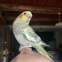 Calopsite allevata a mano