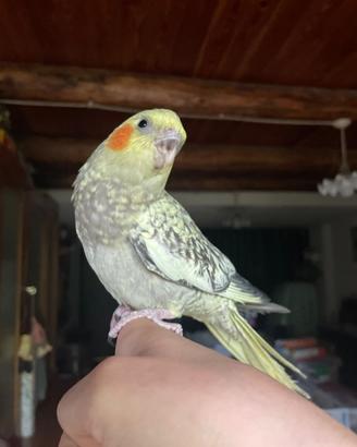 Calopsite allevata a mano