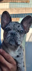 Cuccioli di bull dog francese