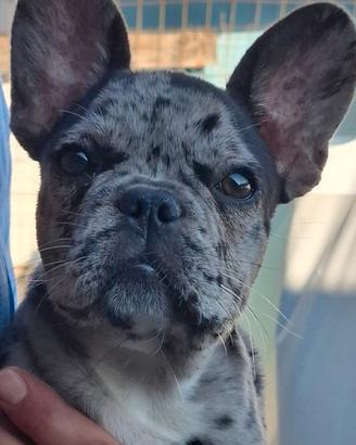 Cuccioli di bull dog francese