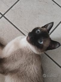 Gatto siamese adulta