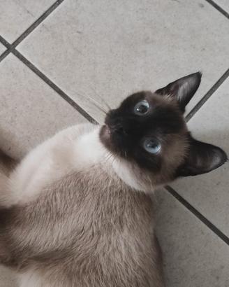 Gatto siamese adulta