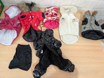 Vestitini per Chihuahua 