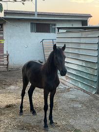 Cavallo puledro