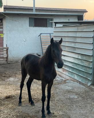 Cavallo puledro