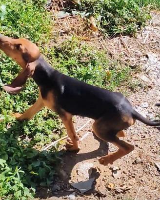 Cucciolata segugio italiano