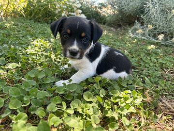 Cucciolo jack russel maschio tricolore