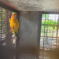 Coppia conuro del sole