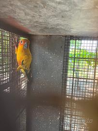 Coppia conuro del sole