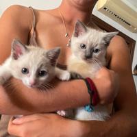 Ragdoll (Simil) cucciole blue point e bicolor