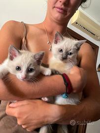 Ragdoll (Simil) cucciole blue point e bicolor