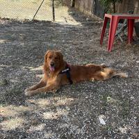 Golden Retriever maschio per accoppiamento