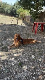 Golden Retriever maschio per accoppiamento
