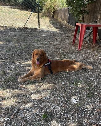 Golden Retriever maschio per accoppiamento