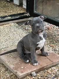 American bully