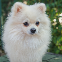 Spitz Tedesco - Volpino di Pomerania