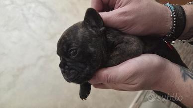 Bulldog francese