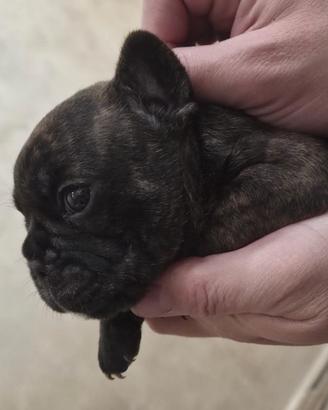 Bulldog francese