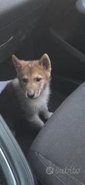 Laika della Siberia occidentale