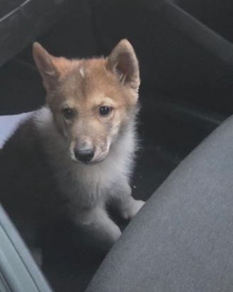 Laika della Siberia occidentale