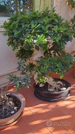 Bonsai ficus 