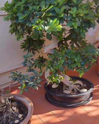 Bonsai ficus 