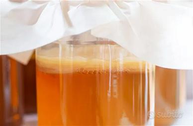 DISCO SCOBY PER KOMBUCHA