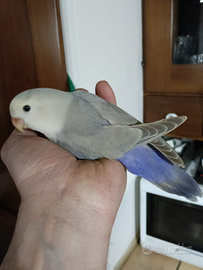 Inseparabili Roseicolli