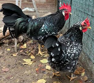Gallo e gallina razza Ancona