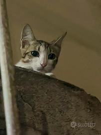 gattini