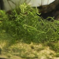 piante per acquario 