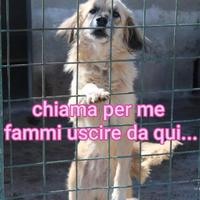 MINNIE 8 ANNI taglia media