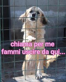 MINNIE 8 ANNI taglia media