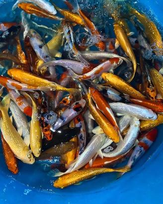Carpe koi