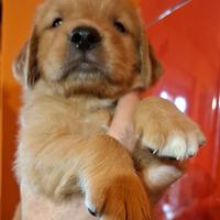 Golden retriever 100% americano