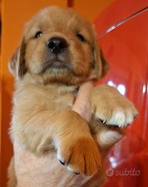 Golden retriever 100% americano