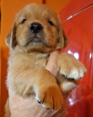 Golden retriever 100% americano