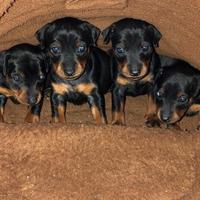 Pinscher cuccioli nano toy e toy nerofocati
