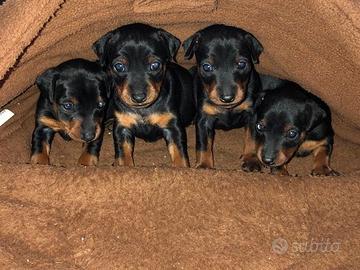 Pinscher cuccioli nano toy e toy nerofocati