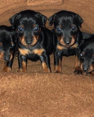 Pinscher cuccioli nano toy e toy nerofocati