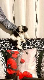 Shitzu Shihtzu Shih Tzu