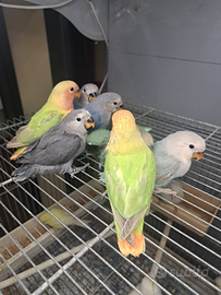 Inseparabili allevati a mano