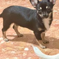 Chihuahua maschietto pelo corto