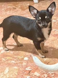Chihuahua maschietto pelo corto